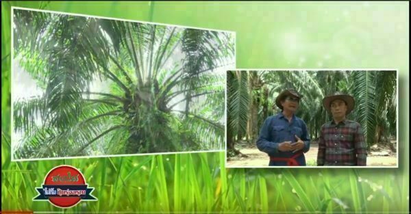 Be Bright with Risingsun:  Maintenance of Palm Trees Aged 12-15 Years