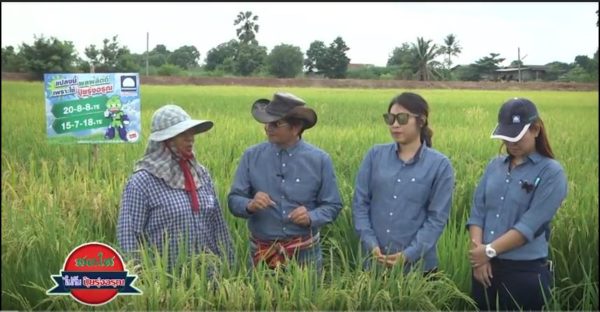 Be Bright with Risingsun: Aunt Jiab Rice Field