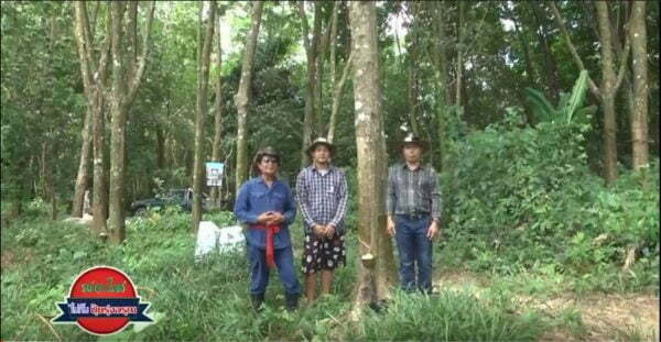 Be Bright with Risingsun: Khun Ti’s Rubber Trees, Rayong