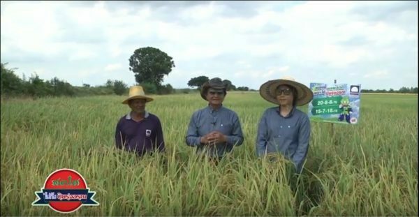 Be Bright with Risingsun: Ban Sang Rice Field