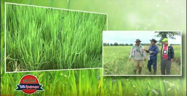 Be Bright with Risingsun: Sukhothai Rice Field 2