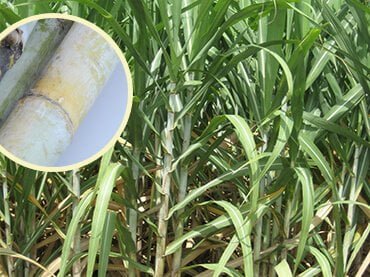 Sugar Cane Fertilization Tips