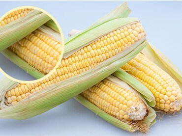 Corn Fertilization Tips