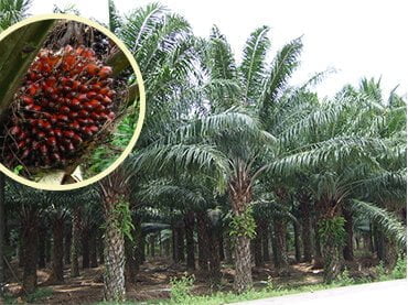 Oil Palm Produce Increment Technic Through Secondary Macronutrient and Micronutrient Fertilizers